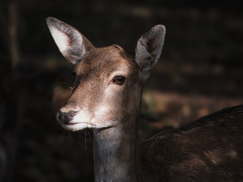 Antler Headband