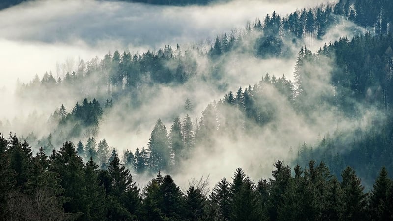 Foggy Forest
