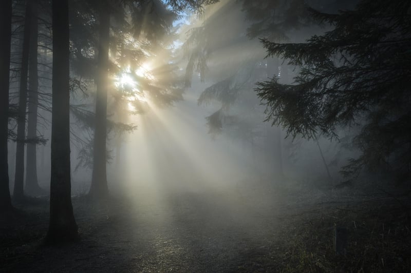 Forest Sunlight